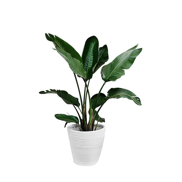 f4 f4